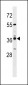 VN1R4 Antibody (Center)